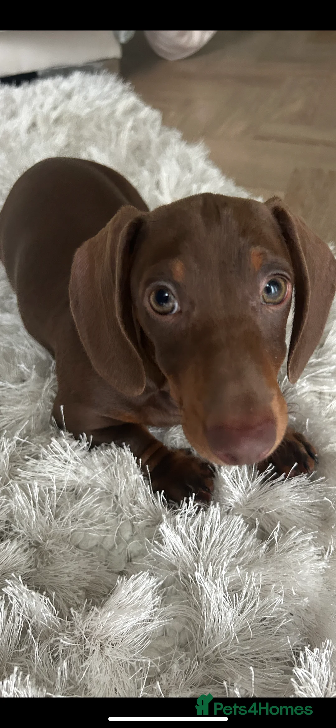 Dachshund dogs for sale: Female chocolate  - Advert 2