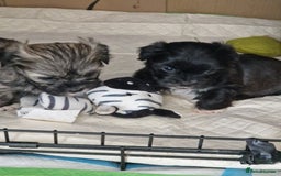 Malshi dogs for sale: Beautiful malshi puppies  - Image 17