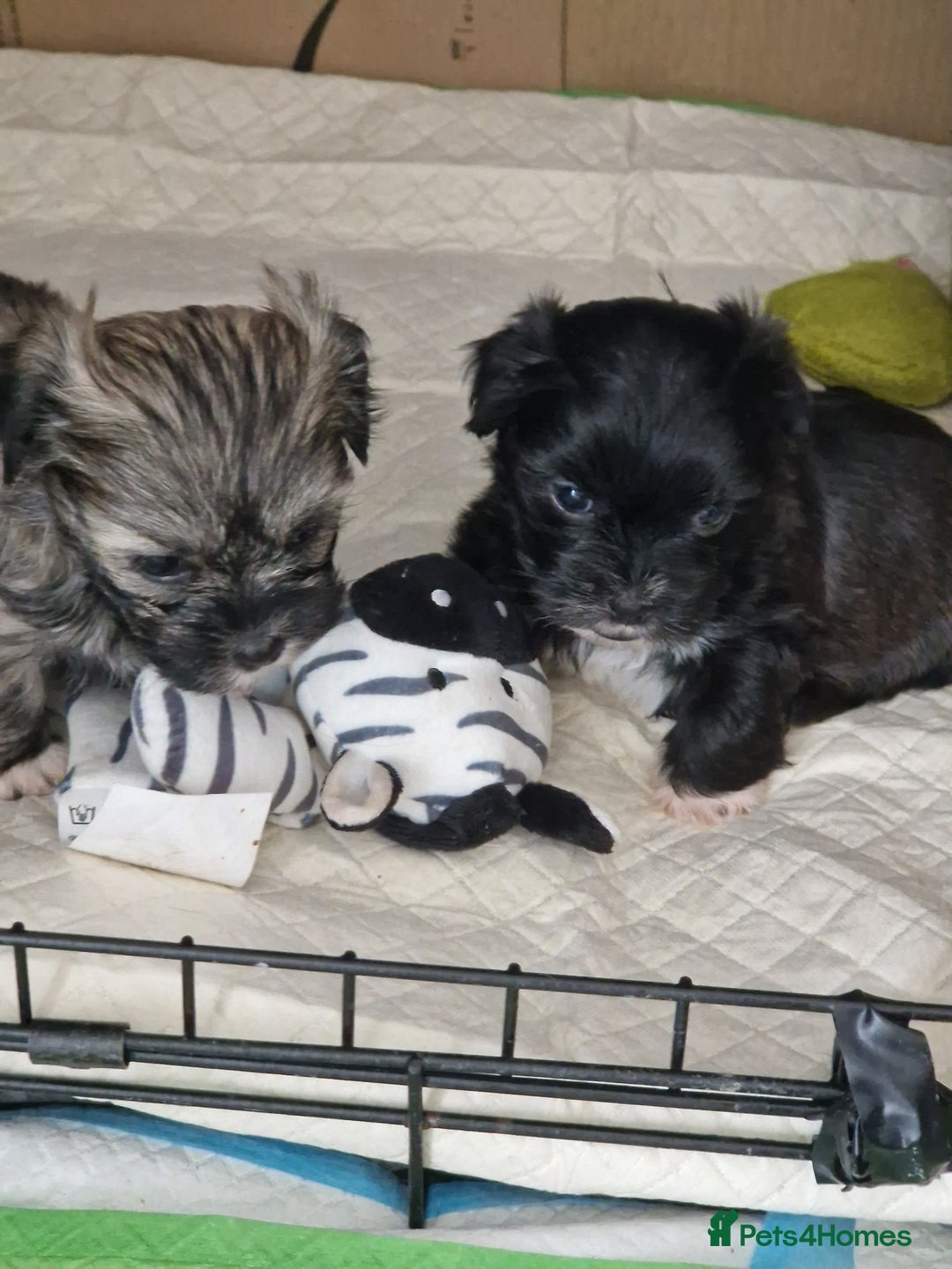Malshi dogs for sale: Beautiful malshi puppies  - Image 17