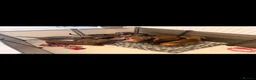 Miniature Dachshund dogs for sale: Miniature dachshund  - Advert 2