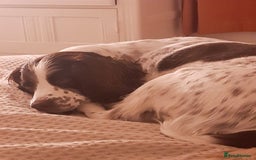 English Springer Spaniel dogs for sale: Beautiful 8 year old sadly for sale - Image 8