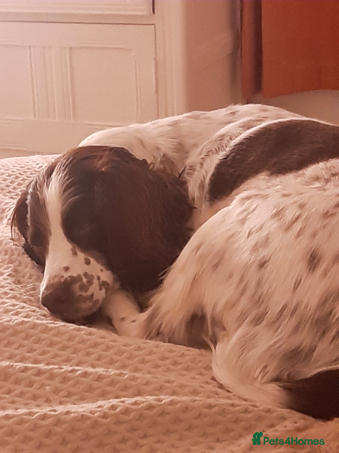 English Springer Spaniel dogs for sale: Beautiful 8 year old sadly for sale - Image 8