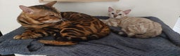 Bengal cats for stud: Impressive Stud Bengal TICA WCF reg in Harlow - Advert 22