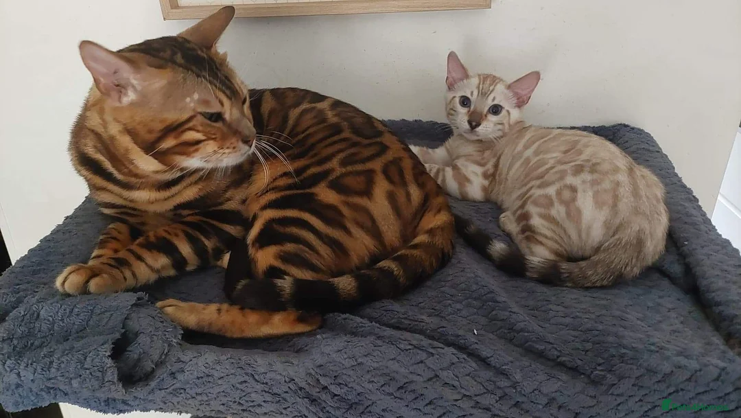Bengal cats for stud: Impressive Stud Bengal TICA WCF reg in Harlow - Advert 22