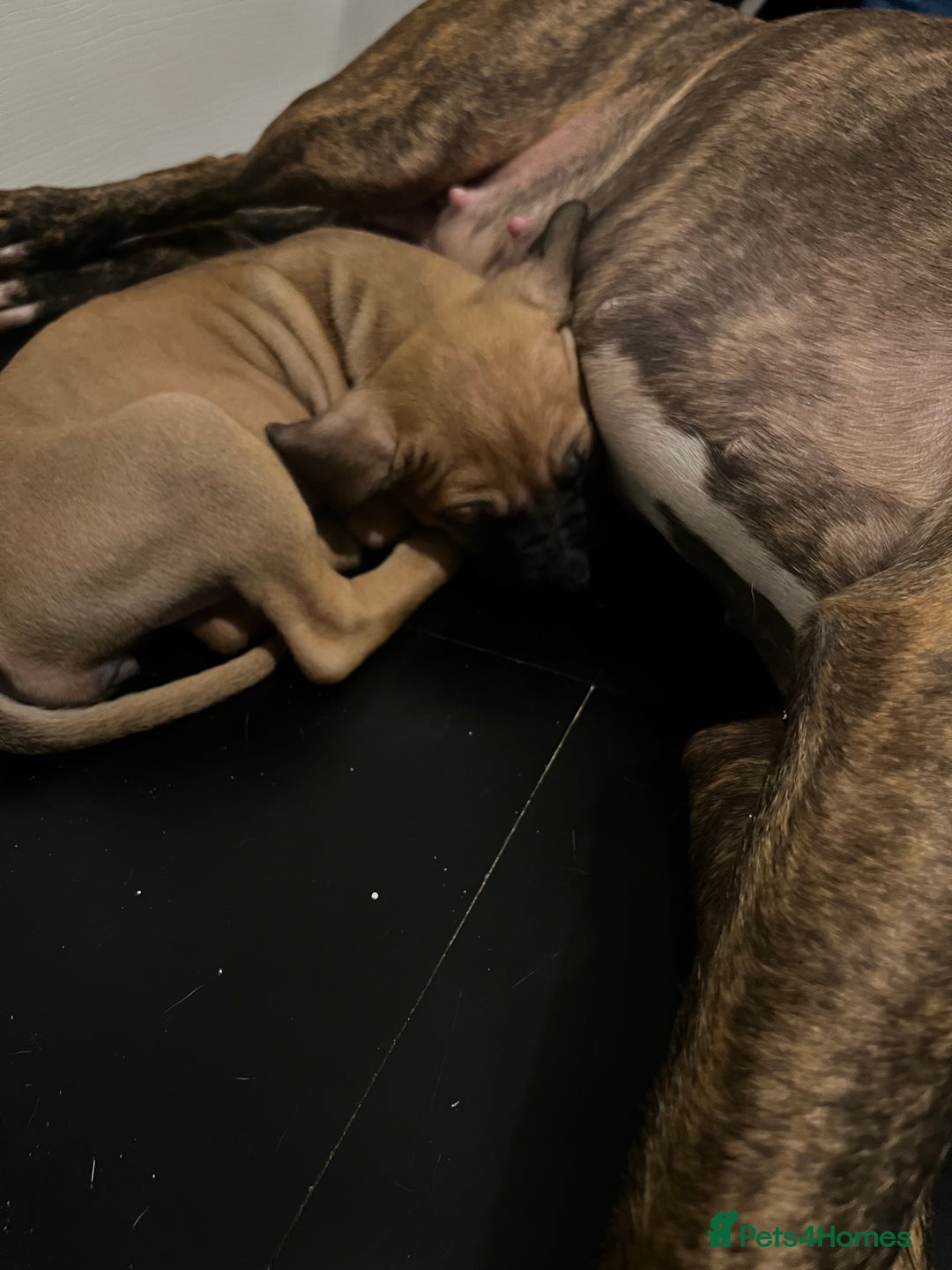 Boerboel dogs for sale: 🐾 Beautiful Boerboel Puppies 🐾  - Advert 2