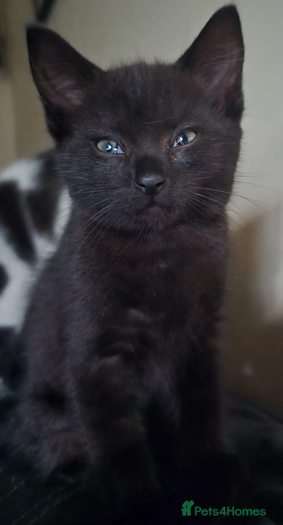 Mixed Breed cats for sale: 2 female kittens for sale - Advert 2