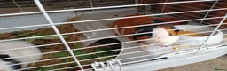 Guinea Pig rodents for sale: two guinea pigs with cage in Livingston - Advert 5