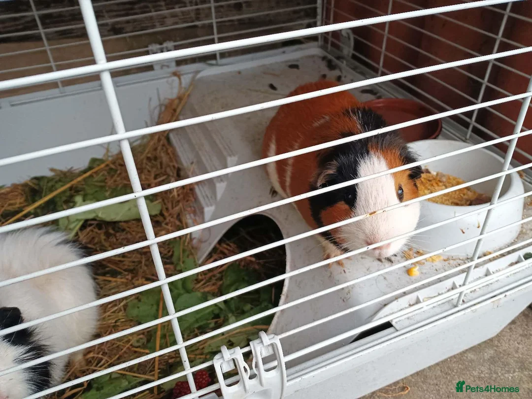 Guinea Pig rodents for sale: two guinea pigs with cage in Livingston - Advert 5