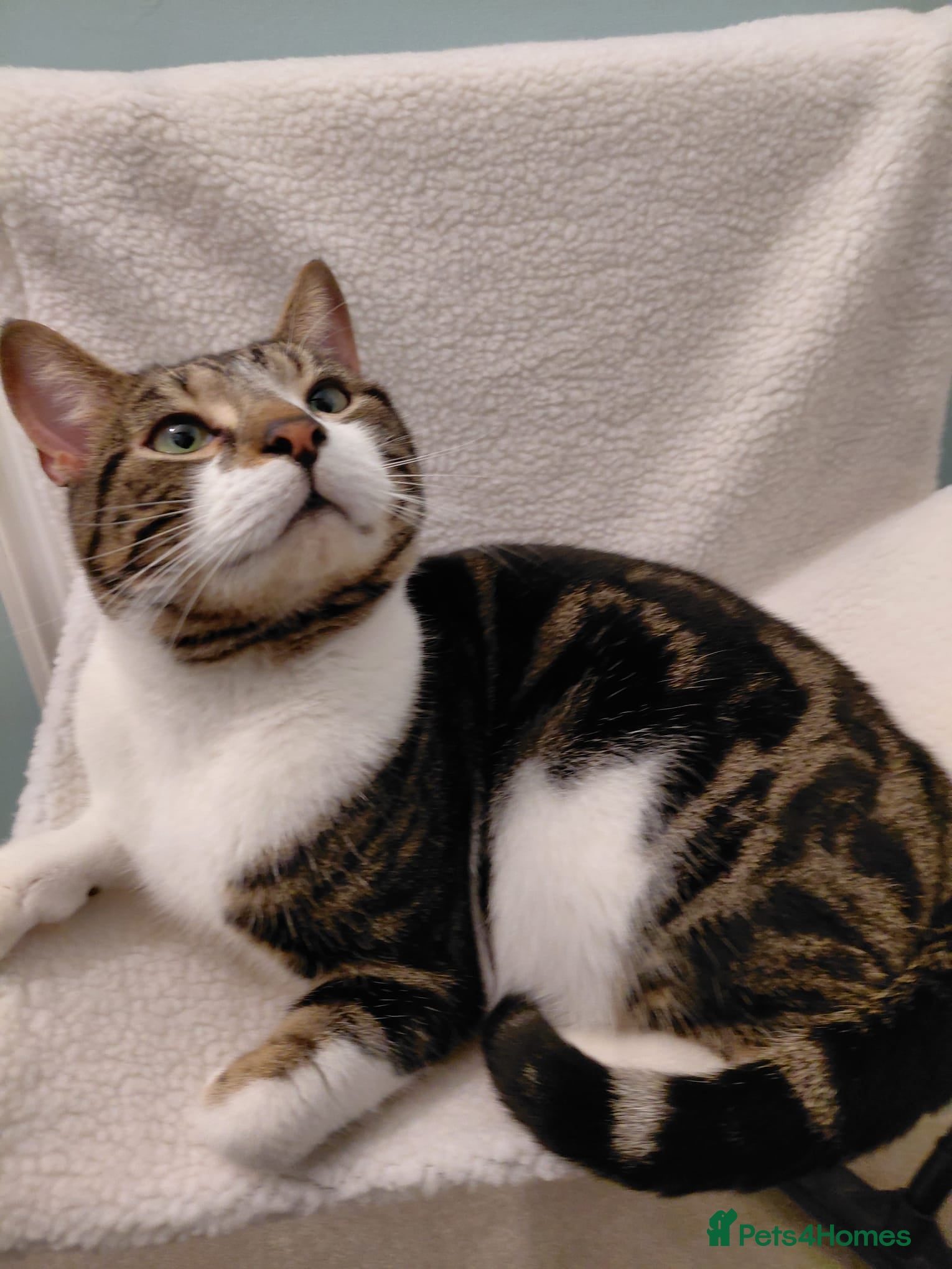 Mixed Breed cats 2 and a half year male cat - Advert 1