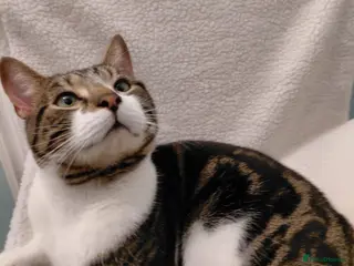 Mixed Breed cats 2 and a half year male cat - Advert 6