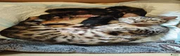 Mixed Breed cats for sale: Half Bengal kittens - Advert 7