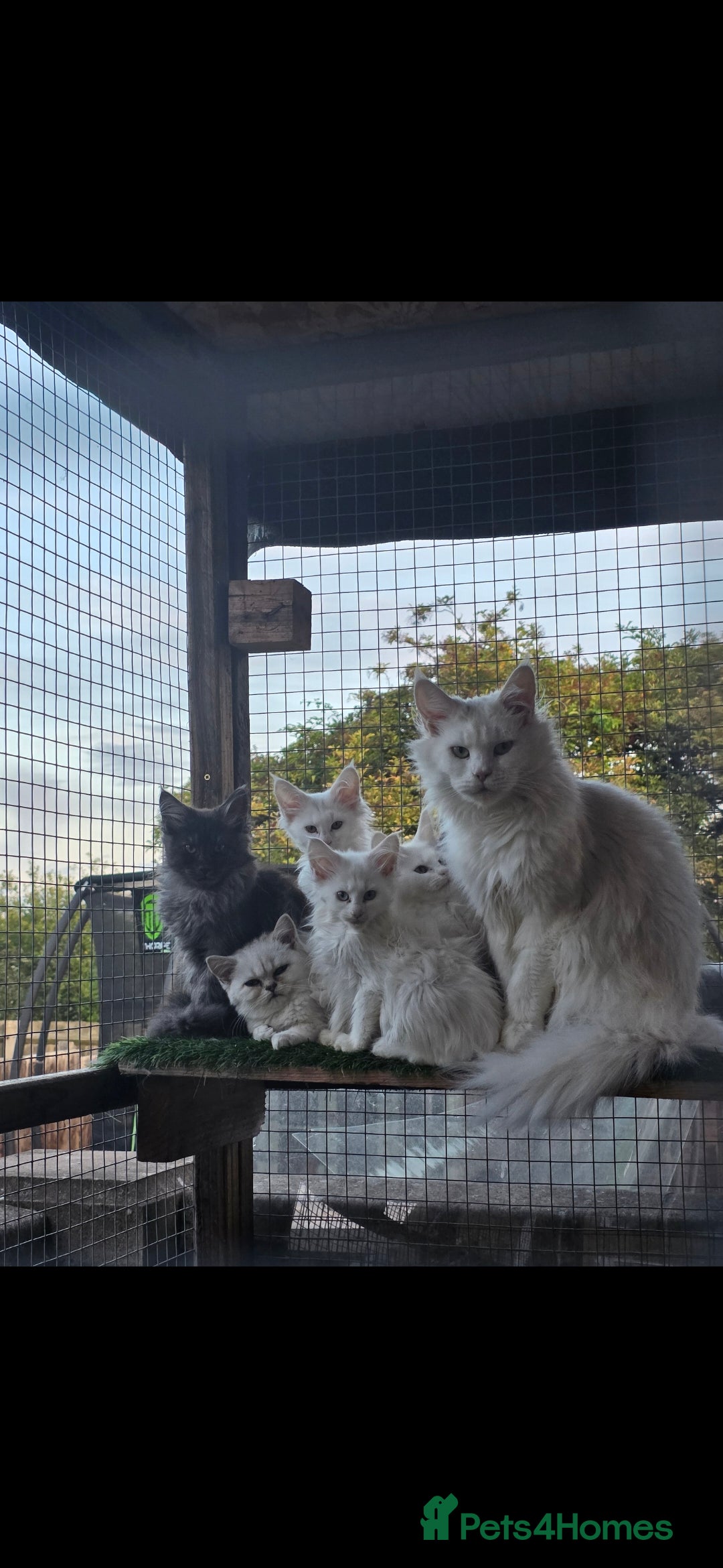 Maine Coon cats for sale: Pedigree XL Mainecoon kittens - Image 17