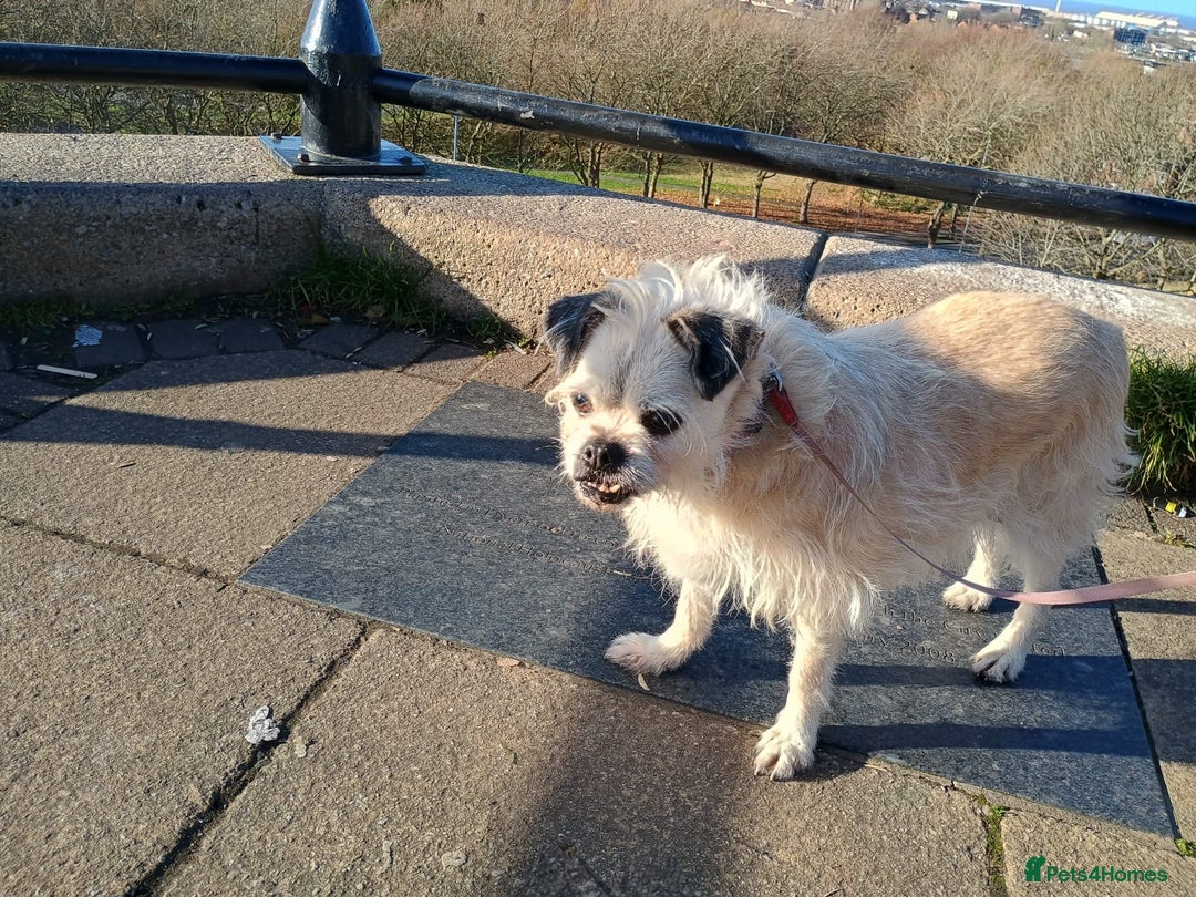 Chinese Crested dogs for adoption: Praying for a  **  miracle. Chinese created cross - Advert 2