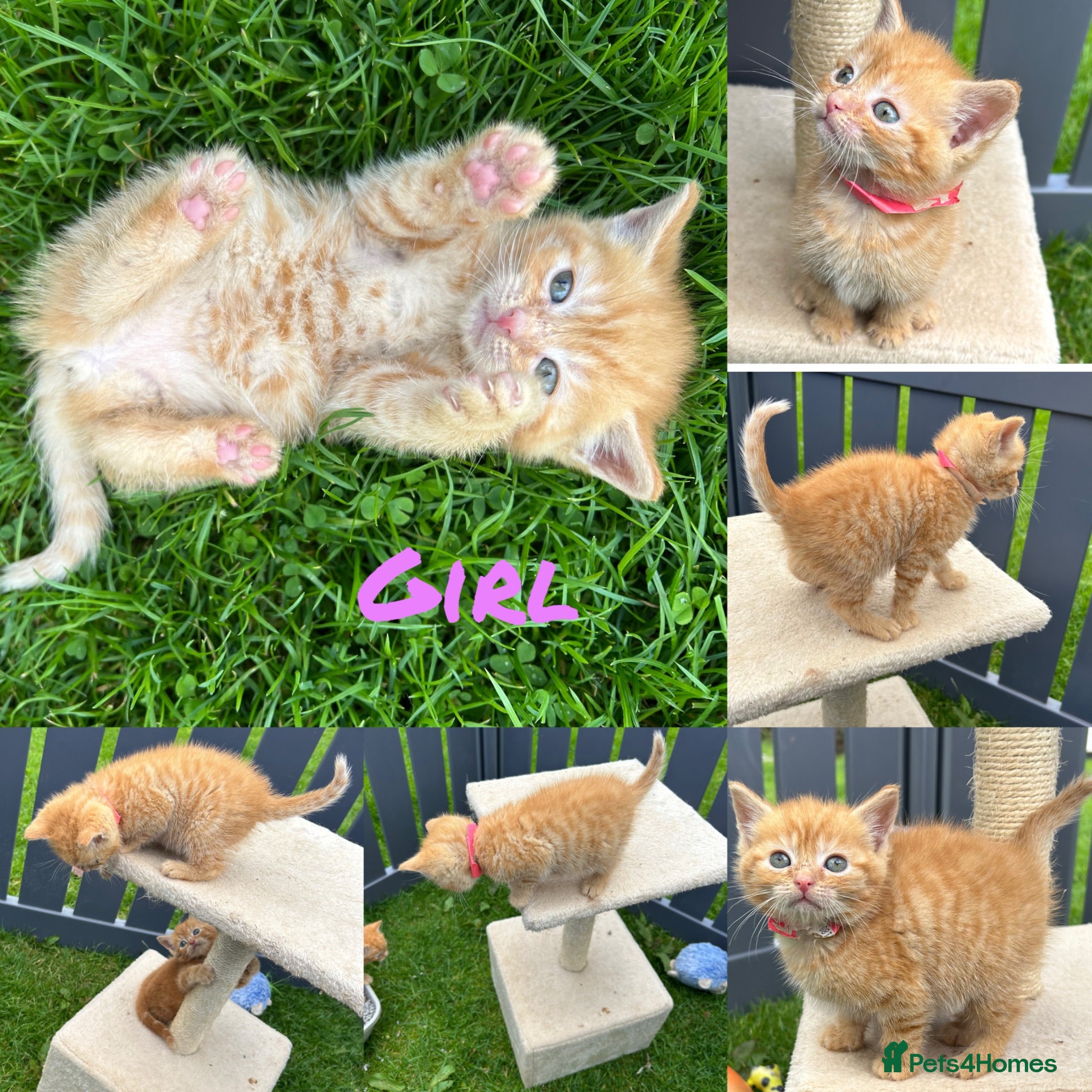Mixed Breed cats Female Pure Ginger Mackerel (Tiger) Coat Tabby - Advert 3