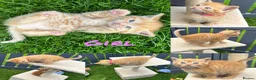 Mixed Breed cats for sale:  Gorgeous Tiger Pattern Mackerel Tabbies - Advert 14