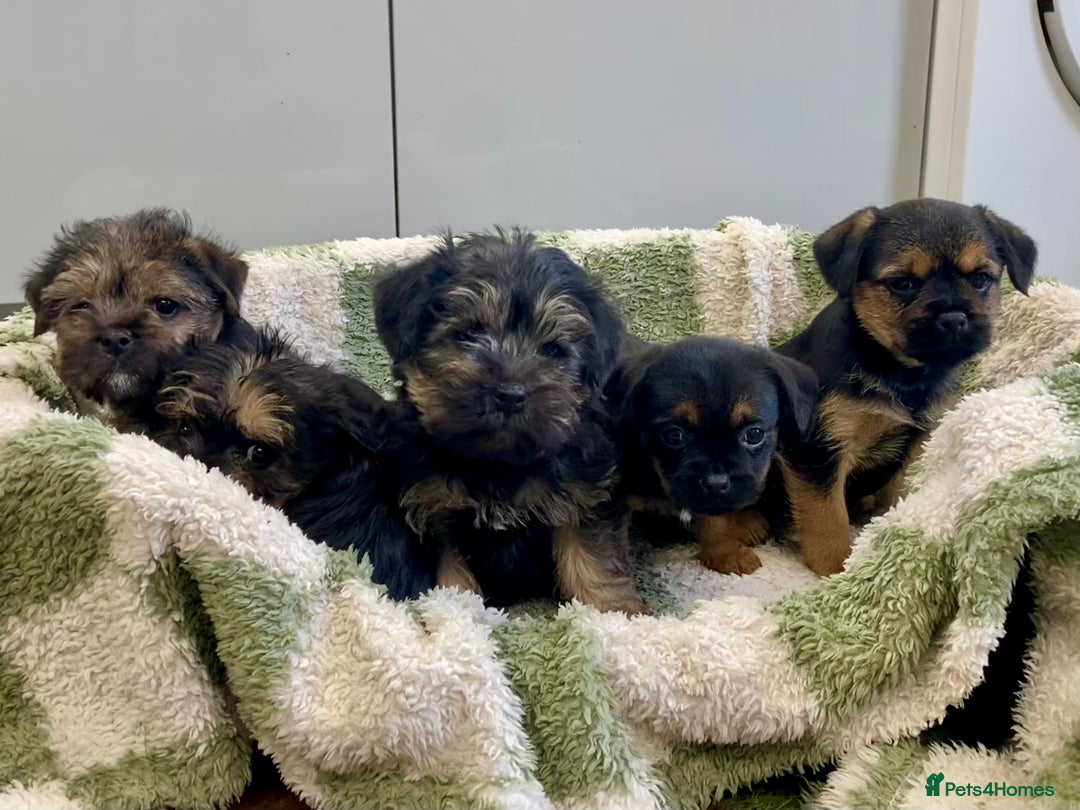 Mixed Breed dogs for sale: Norfolk Border cross puppies - Advert 3