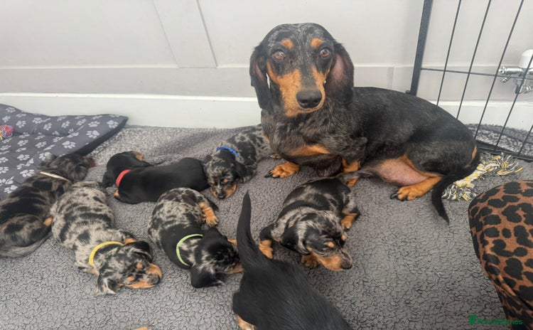 Miniature Dachshund dogs - Advert 1