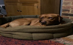Labrador Retriever dogs for stud: Fully Health Tested Labrador for stud in Ashford - Image 12