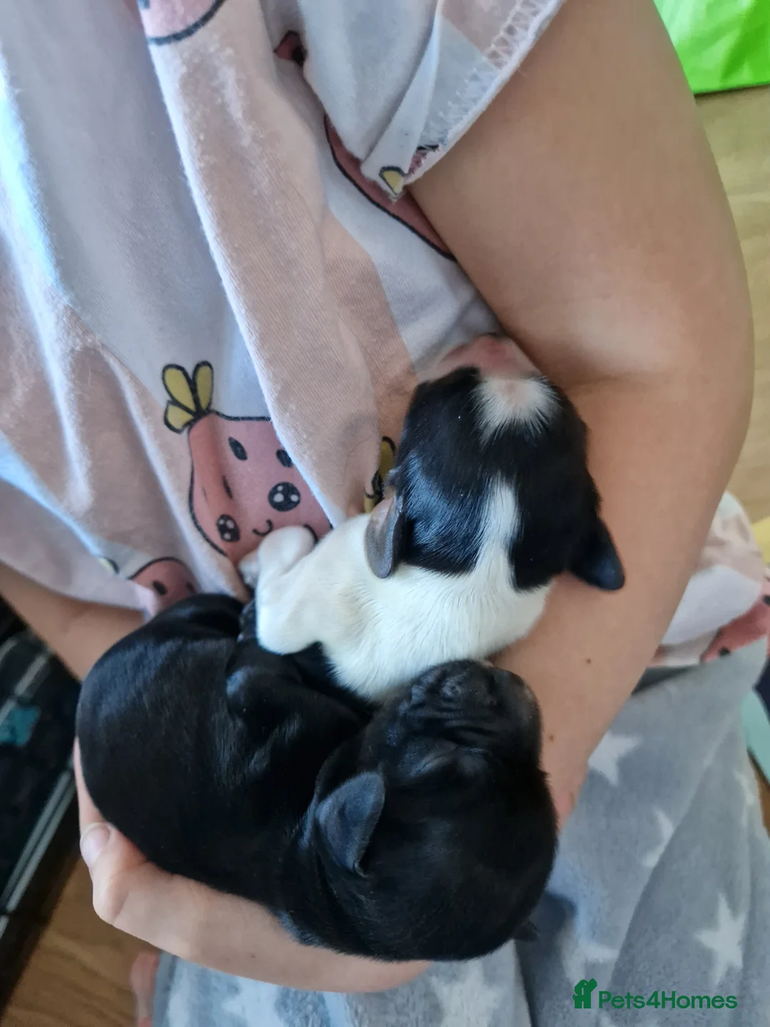 Cocker Spaniel dogs for sale: 4x show cocker spaniel puppies. - Advert 9