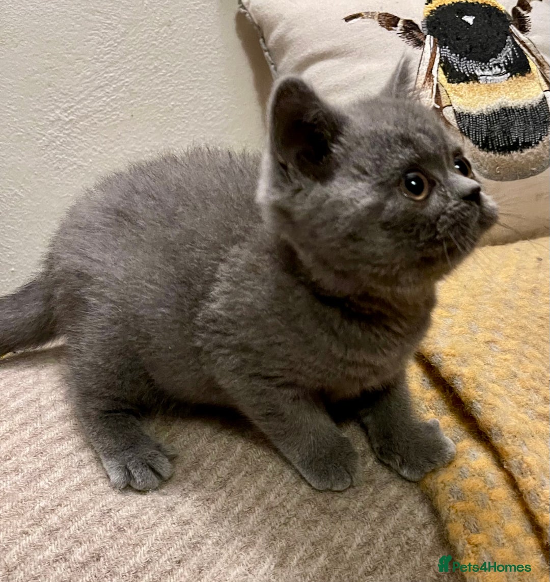 British Shorthair cats for sale: Champion Sired Female BSH - Advert 12