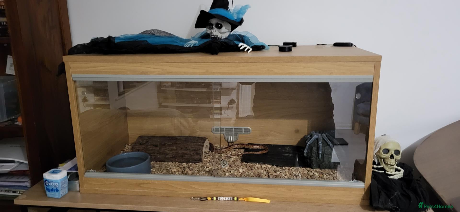 Corn Snake reptiles for sale: 4 cornsnakes for sale - Advert 1