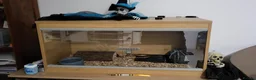 Corn Snake reptiles for sale: 4 cornsnakes for sale - Advert 1