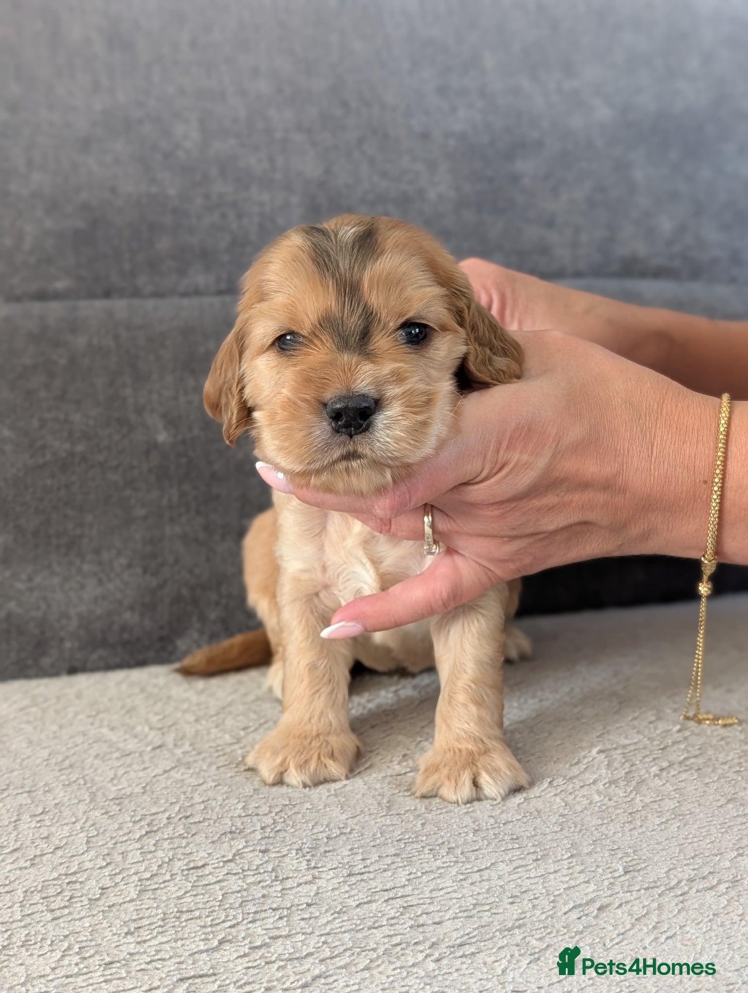 Cocker Spaniel dogs LAST KC Reg Show Type Cocker Spaniel Puppies DNA  - Advert 18