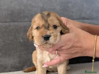 Cocker Spaniel dogs LAST KC Reg Show Type Cocker Spaniel Puppies DNA - Advert 18