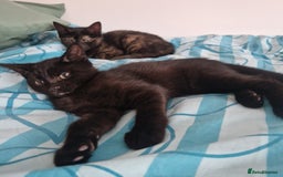 Mixed Breed cats for sale: Mixed Breed Kitten 4 - Somali female kitten for sale - Image 8