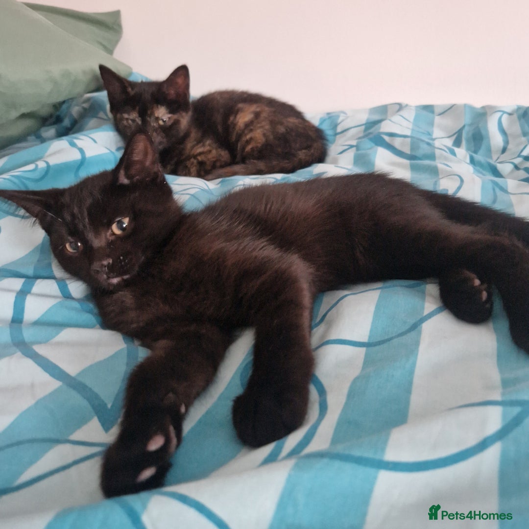Mixed Breed cats for sale: Mixed Breed Kitten 4 - Somali female kitten for sale - Image 8