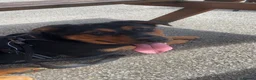 Mixed Breed dogs for sale: ❤️Beautiful Rottweiler/Malinos Female❤️ in Nottingham - Advert 1