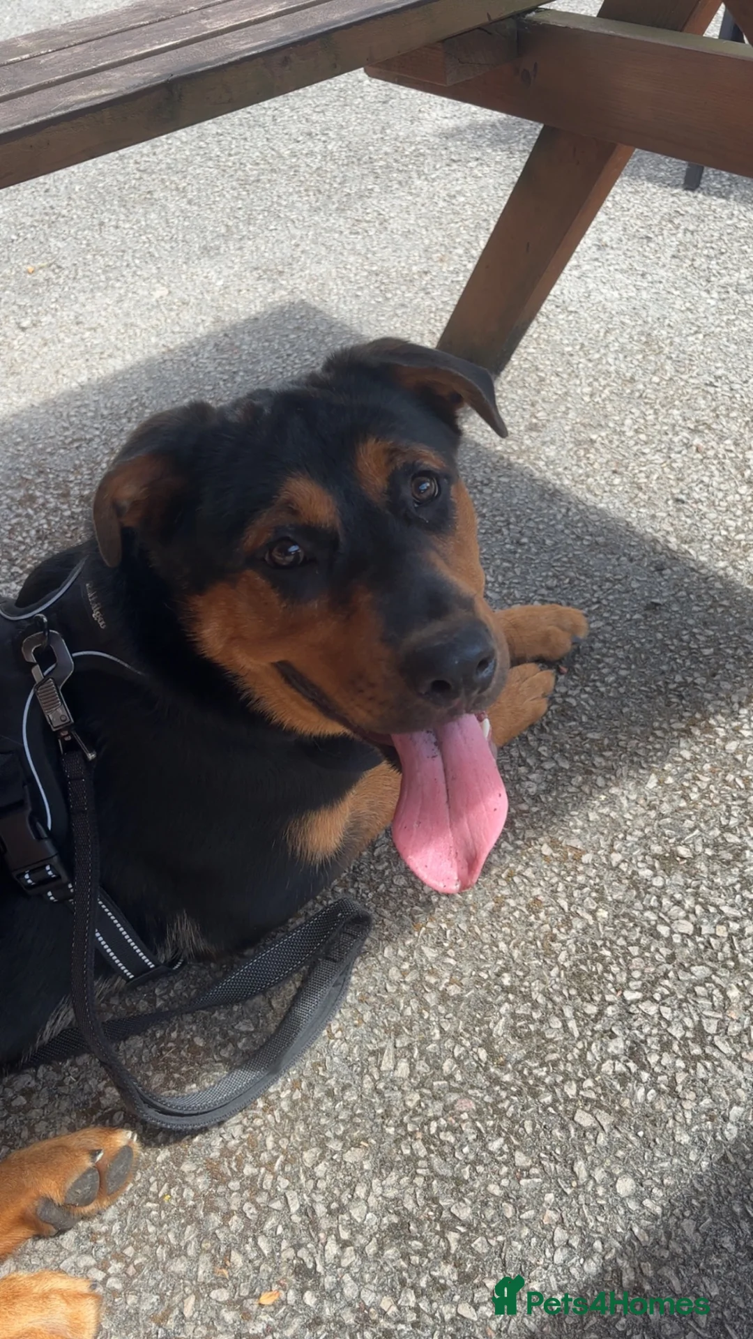 Mixed Breed dogs for sale: ❤️Beautiful Rottweiler/Malinos Female❤️ in Nottingham - Advert 1