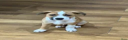 Mixed Breed dogs for sale: Border Collie x Staffie pup, male, tan/white.  in Wakefield - Advert 3