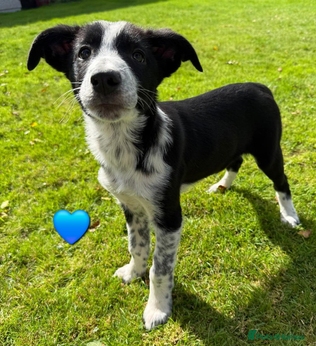 Border Collie dogs for sale: Border collie puppies  - Image 6