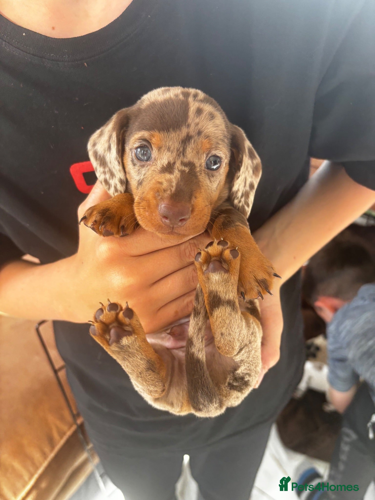 Miniature Dachshund dogs Tiny Miniature Dachshunds for sale!!!  - Advert 7