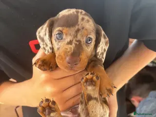 Miniature Dachshund dogs Tiny Miniature Dachshunds for sale!!! - Advert 1