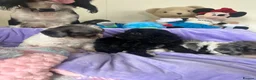 Cavapoo dogs for sale: Health tested Cavapoo pups  - Advert 15