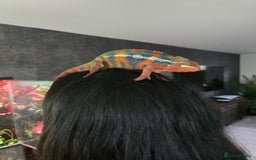 Chameleon reptiles for sale: Hybrid Panther Cameleon with full set up - Image 1