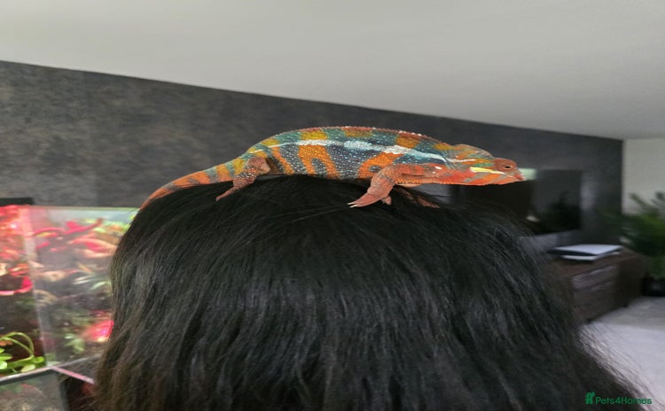 Chameleon reptiles - Advert 1