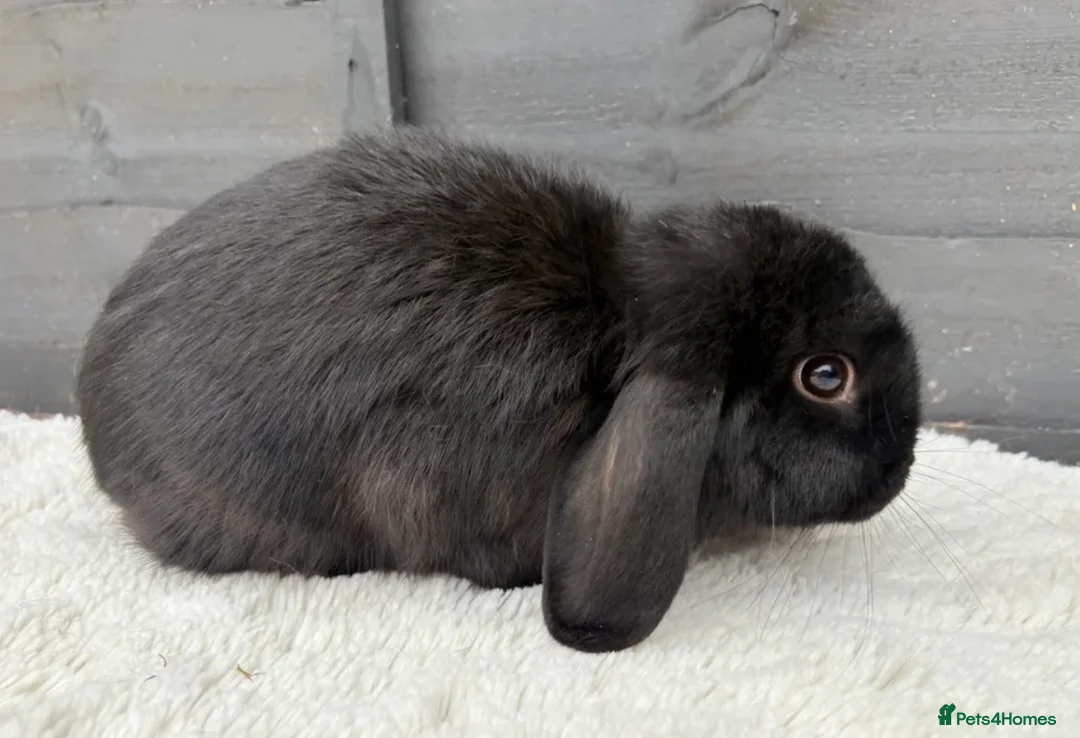 Mini Lop rabbits for sale: Boy Mini Lops looking for their forever home  🐰 - Advert 6