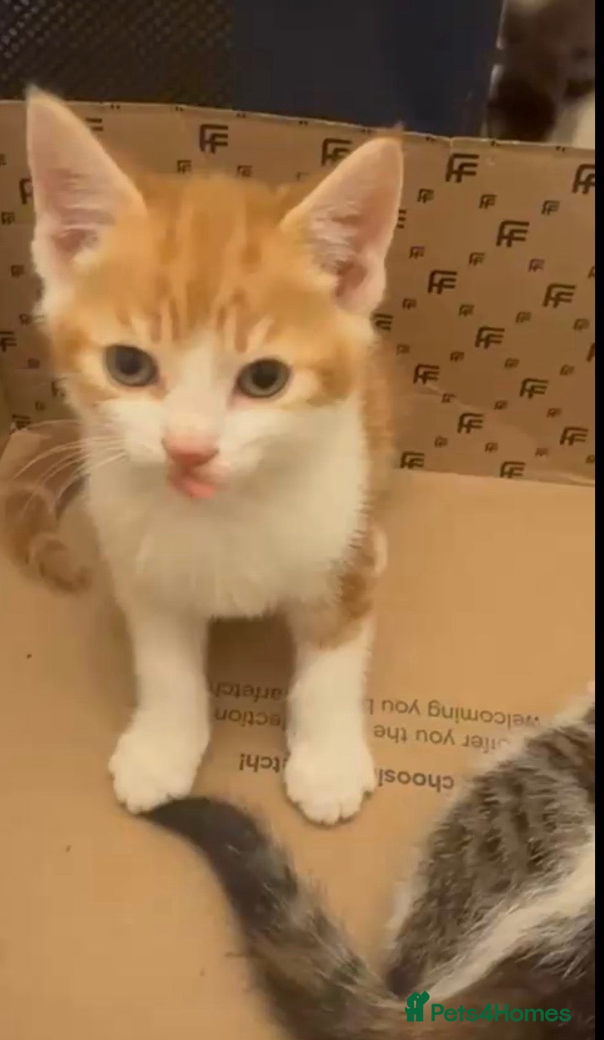 Mixed Breed cats 3 gorgeous kittens looking for a forever home - Advert 1