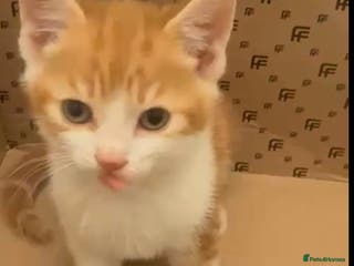 Mixed Breed cats 3 gorgeous kittens looking for a forever home - Advert 1