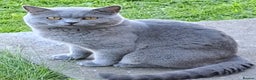 British Shorthair cats for stud: GCCF Registered Active, Blue Cat For Stud. in Sheffield - Advert 1