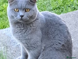 British Shorthair cats GCCF Registered Active, Blue Cat For Stud. in Sheffield - Advert 9