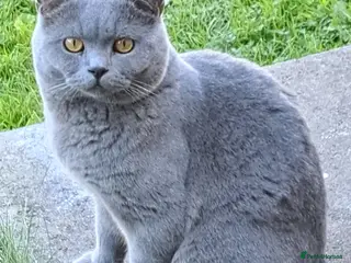 British Shorthair cats GCCF Registered Active, Blue Cat For Stud. in Sheffield - Advert 16