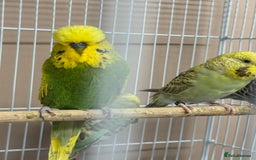 Budgerigars birds for sale: Baby budgies variety of colours  - Image 4
