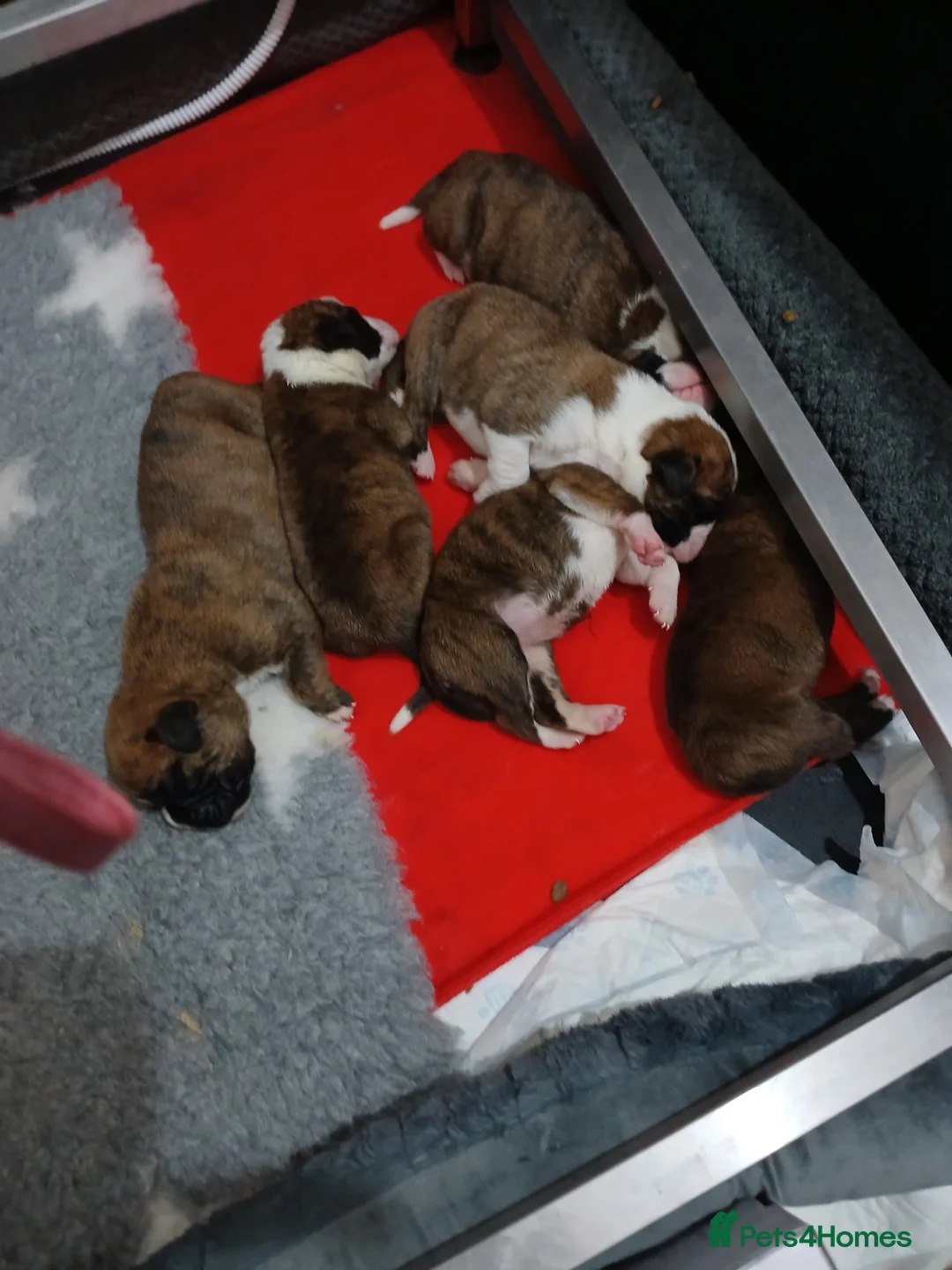 Boxer dogs for sale: champion sired boxer pups  - Advert 11