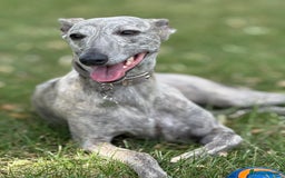 Whippet dogs for stud: Blue Brindle Whippet Leo - Image 2