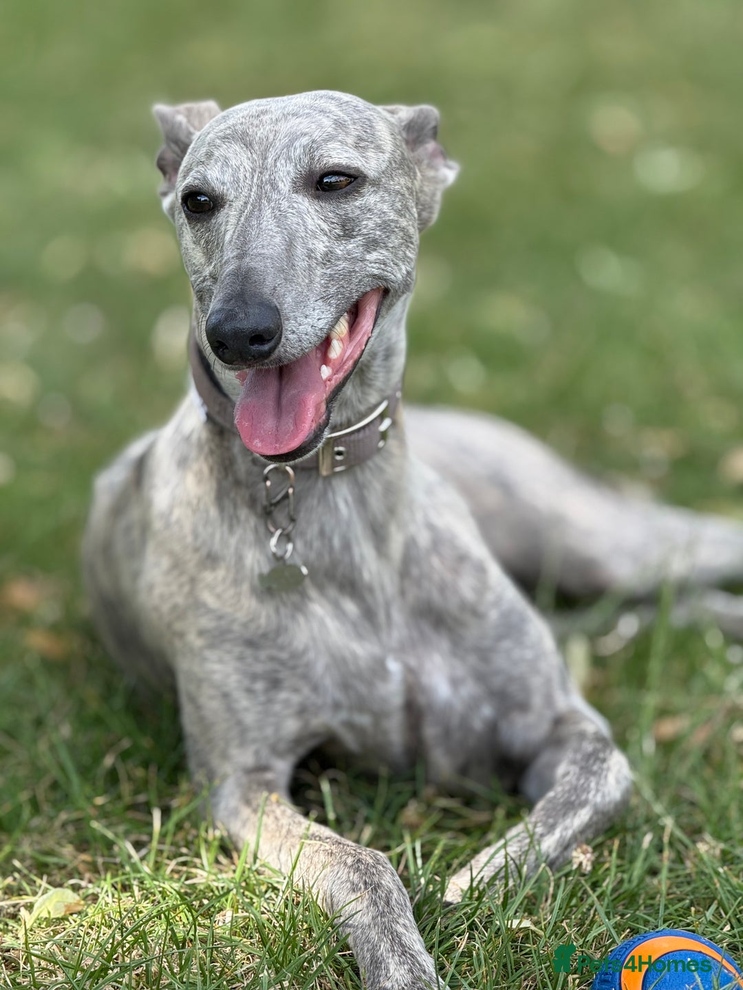 Whippet dogs for stud: Blue Brindle Whippet Leo - Image 2