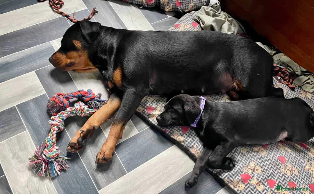 Mixed Breed dogs for sale: 2 beautiful nearly 6 month girls  - Advert 17